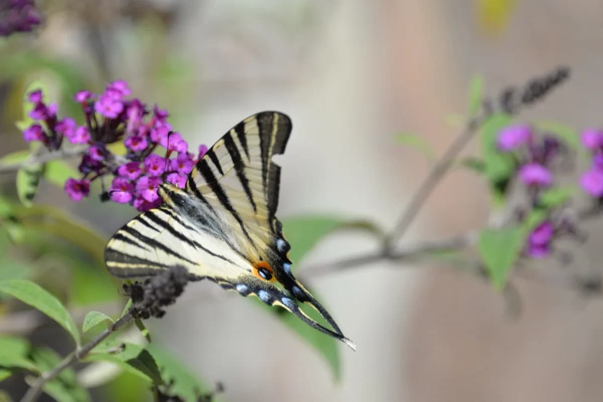 Un papillon posé sur une fleur pour évoquer une attention délicate et un engagement vivant